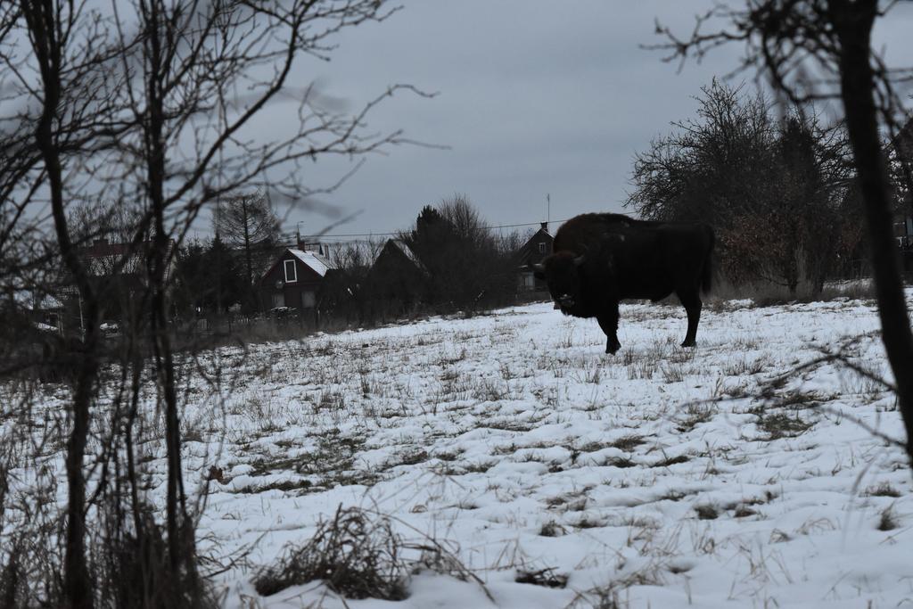 Domek Jaskolka Białowieża Buitenkant foto